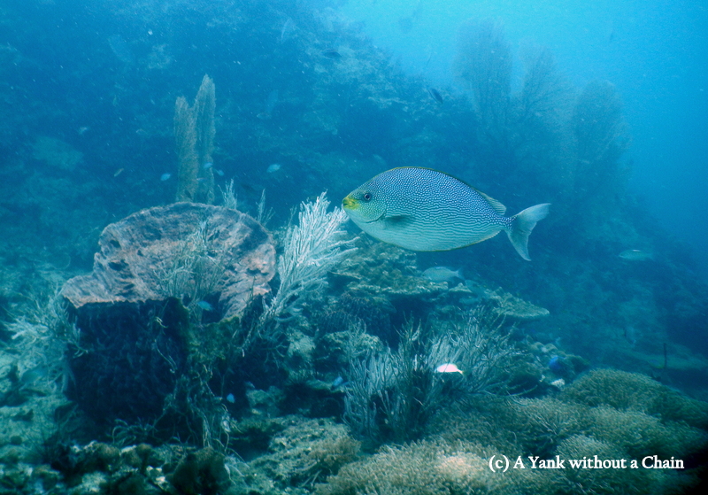 Diving in Maya Bay, Koh Phi Phi Leh