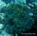 Clown anemonefish playing in an anemone