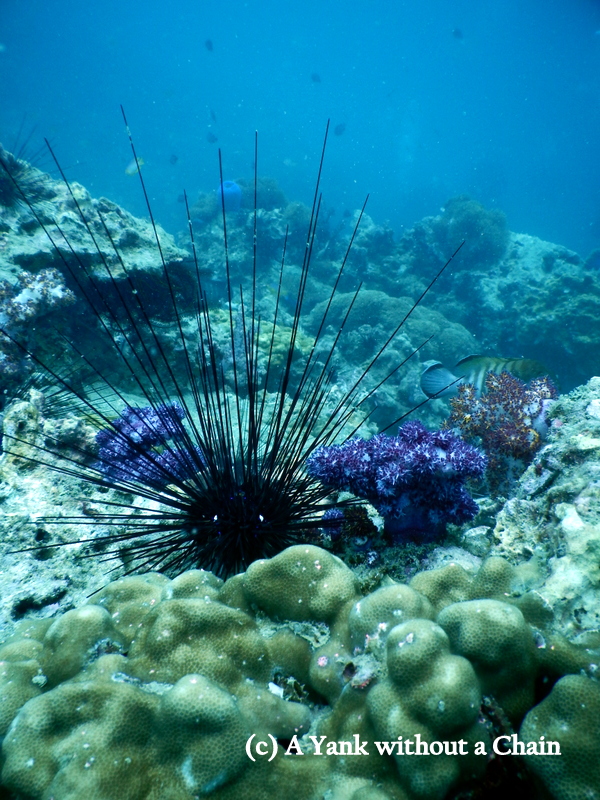 A black sea urchin with gorgeous purple coral