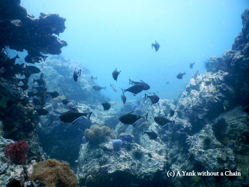 Photos don't do these beautiful copper sweeper fish justice, which turn a glowing gold when the light hits them
