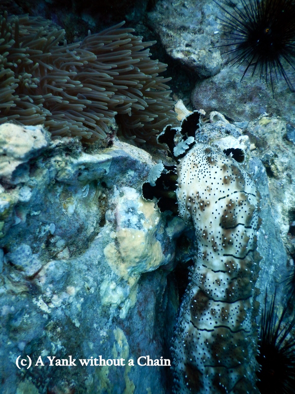 A sea cucumber's impressive tentacles at Shark Point