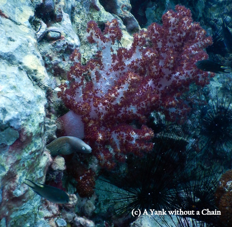 A white eyed moray eel and a pink piece of coral