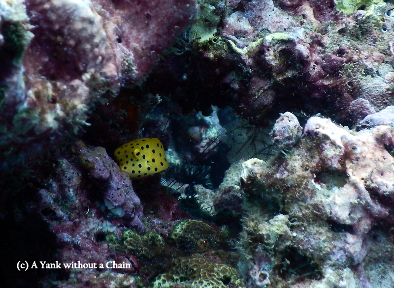 One of the most adorable fish I've ever seen, the cube boxfish