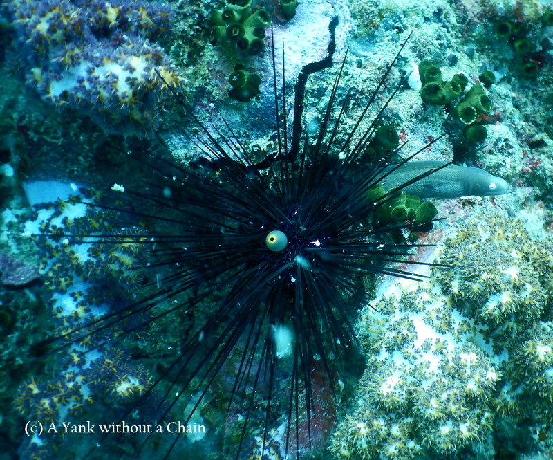 A white eyed moray eel and a black sea urchin