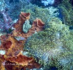 A lizardfish with some red coral and an anemone