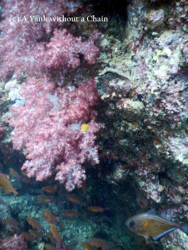 Bright purple coral with a copper sweeper below
