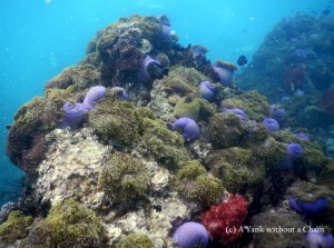 The beautiful blue soft corals at Anemone Reef