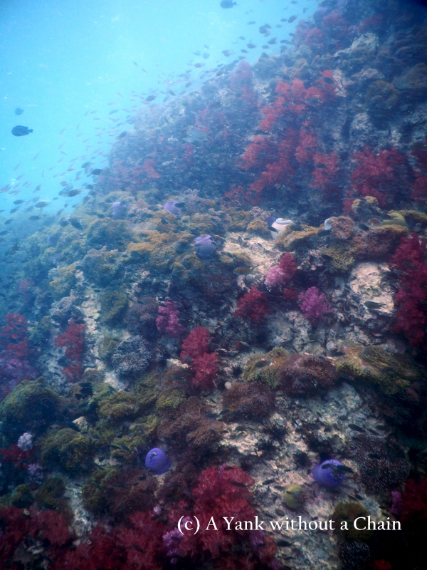 Anemone Reef is pretty much the stereotypical colorful reef, teeming with all kinds of life