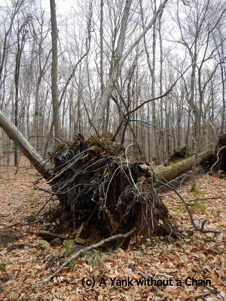 An uprooted tree at Devil's Den
