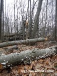 Tree stumps covered in fungi at Devil's Den