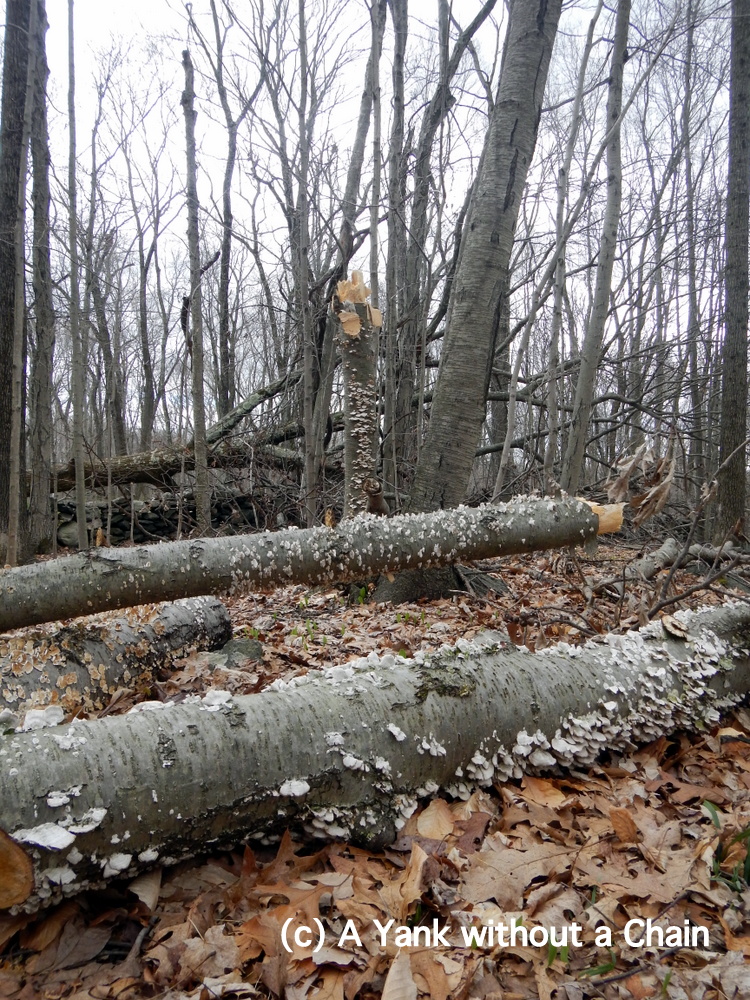Tree stumps covered in fungi at Devil's Den