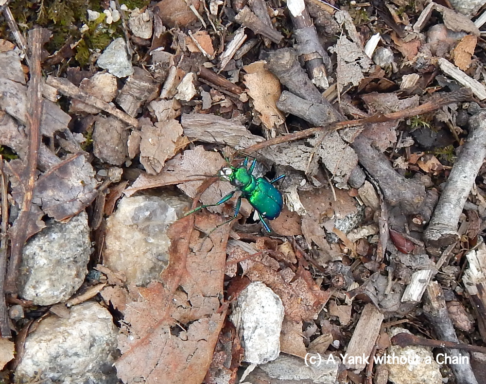 A beautiful green beetle at Devil's Den