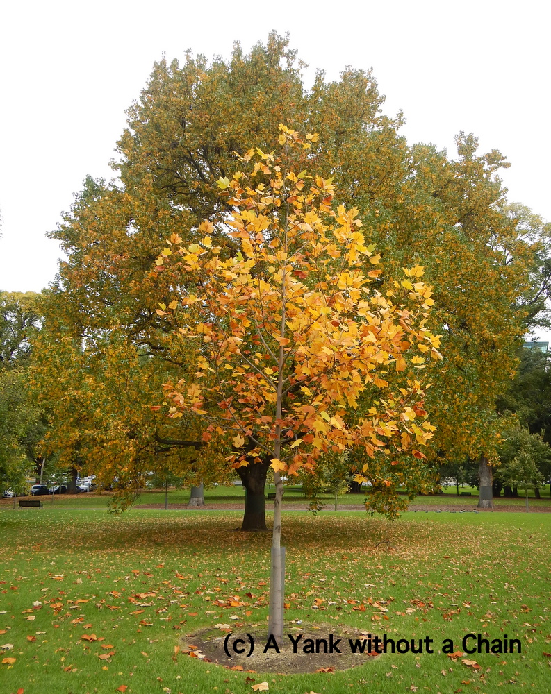 Autumn leaves at the Treasury Gardens