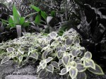 Leaves at the Conservatory in Fitzroy Gardens (selective color feature)