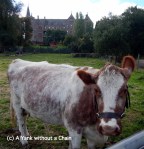 A cow at the Collingswood Children's Farm and the Abbotsford Convent in the background