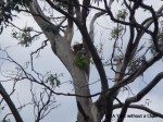 A wild koala in a tree near Cape Otway