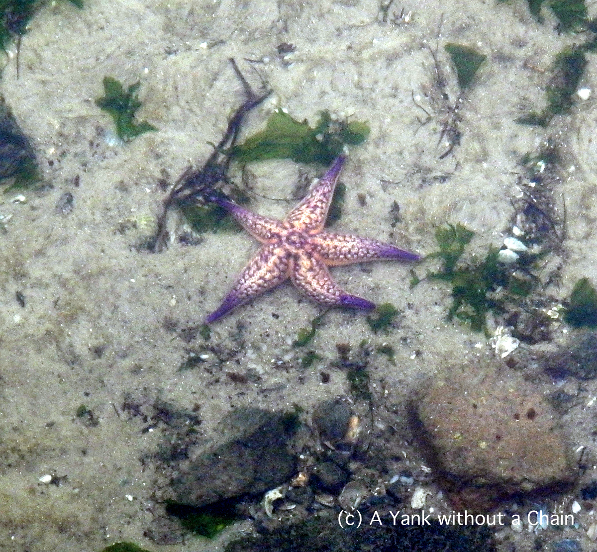 A colorful starfish in Port Phillip