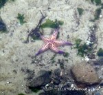 A colorful starfish in Port Phillip