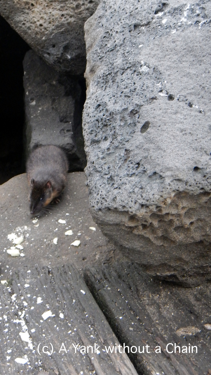 A water rat coming onto the docks at Port Phillip
