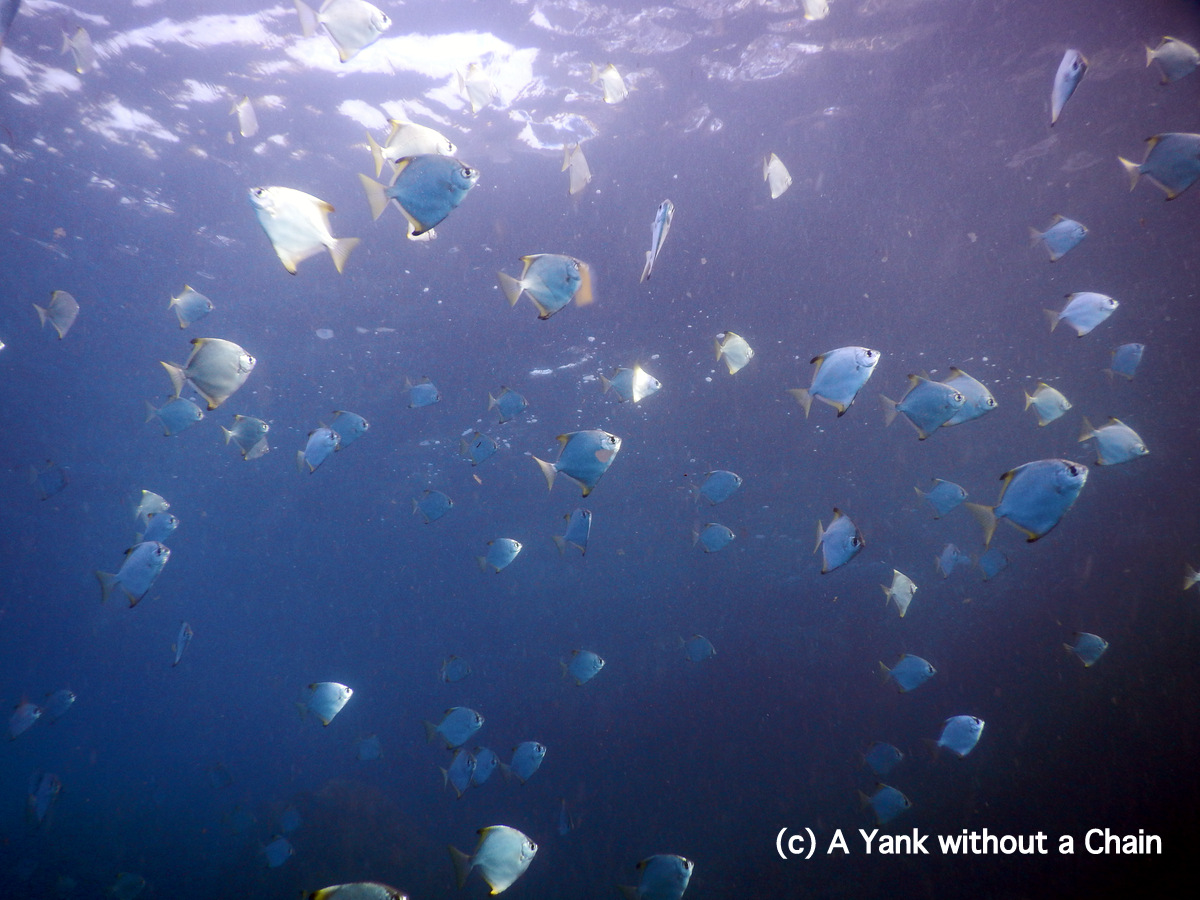 A school of diamond fish in Tweed River