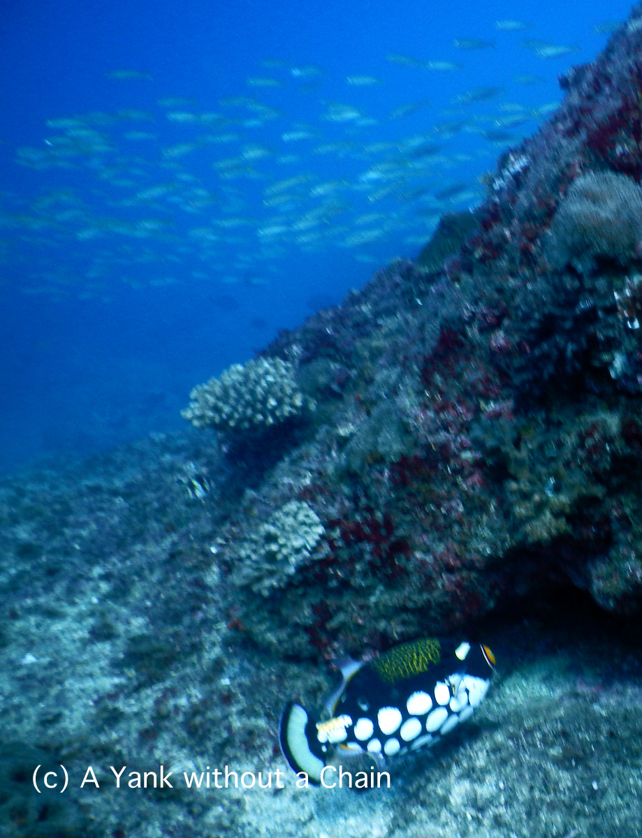 A half moon triggerfish at Shag Rock