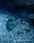 A blue spotted stingray at Shag Rock