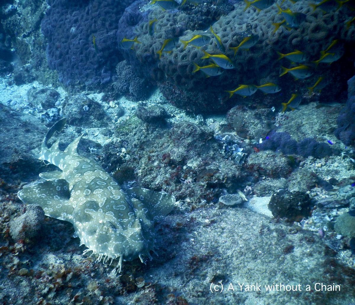 A wobbegong carpet shark at Shag Rock