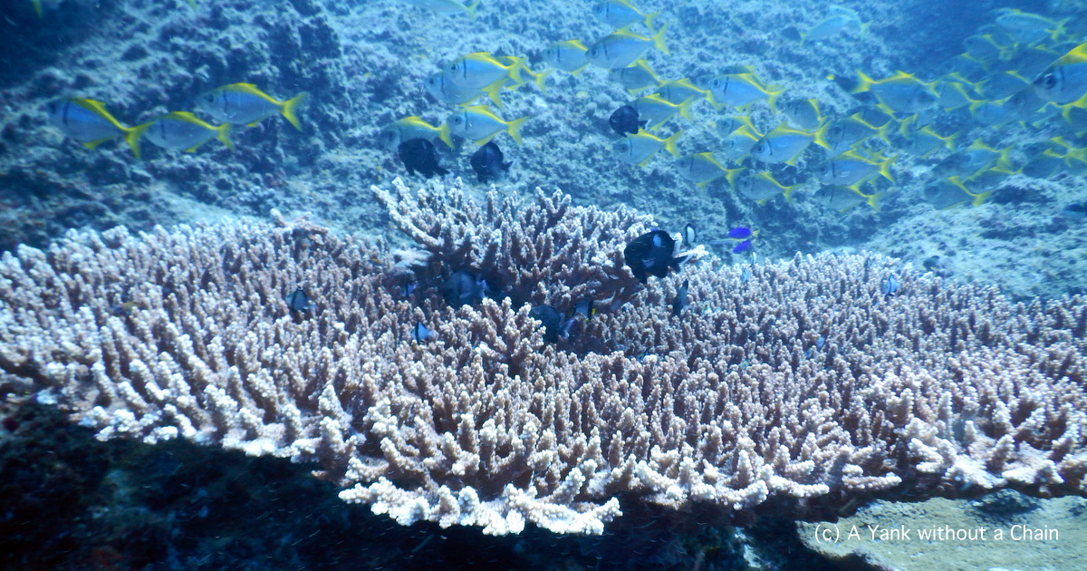 Part of the reef at Shag Rock