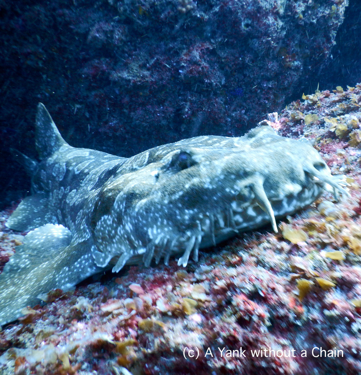 Up close and personal with a wobbegong carpet shark at Shag Rock, a dive site off North Stradbroke Island