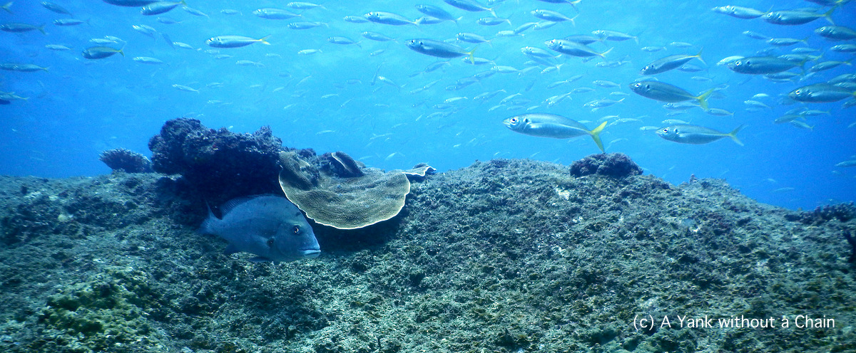 A sweetlips at Shag Rock