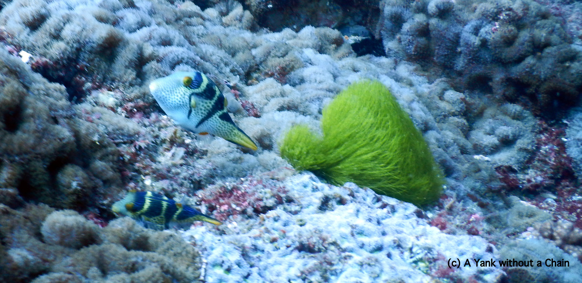 Two saddled puffers (or saddled tobies) at Shag Rock