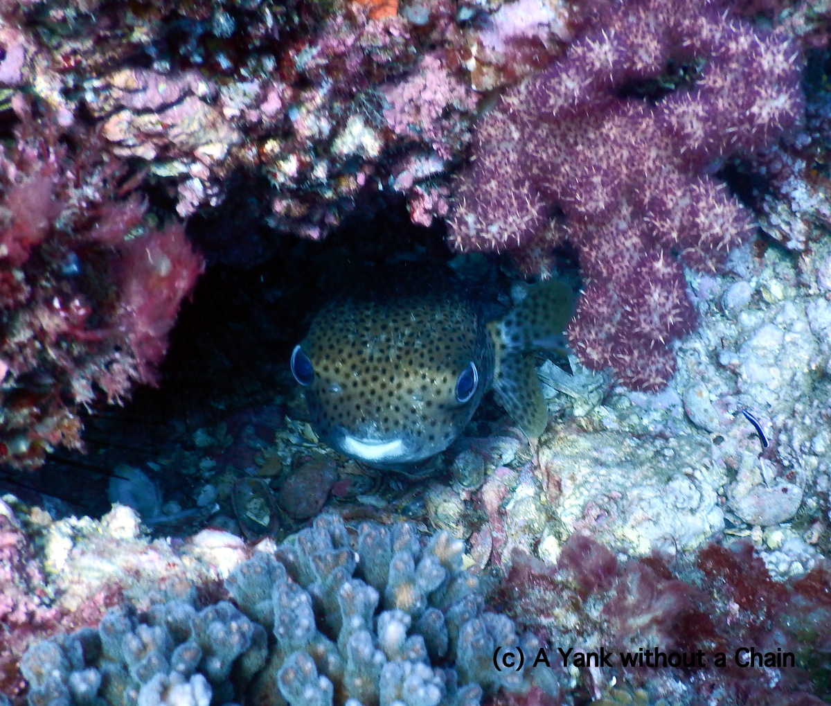 An adorable porcupine fish at Shag Rock