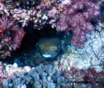 An adorable porcupine fish at Shag Rock