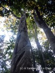 A strangler fig and its victim at Noosa National Park