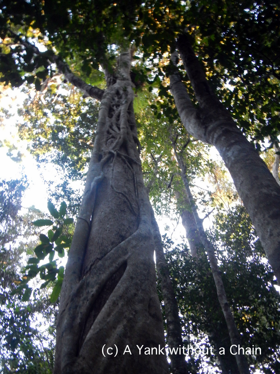 A strangler fig and its victim at Noosa National Park