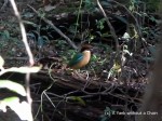 A beautiful green bird at Great Sandy National Park
