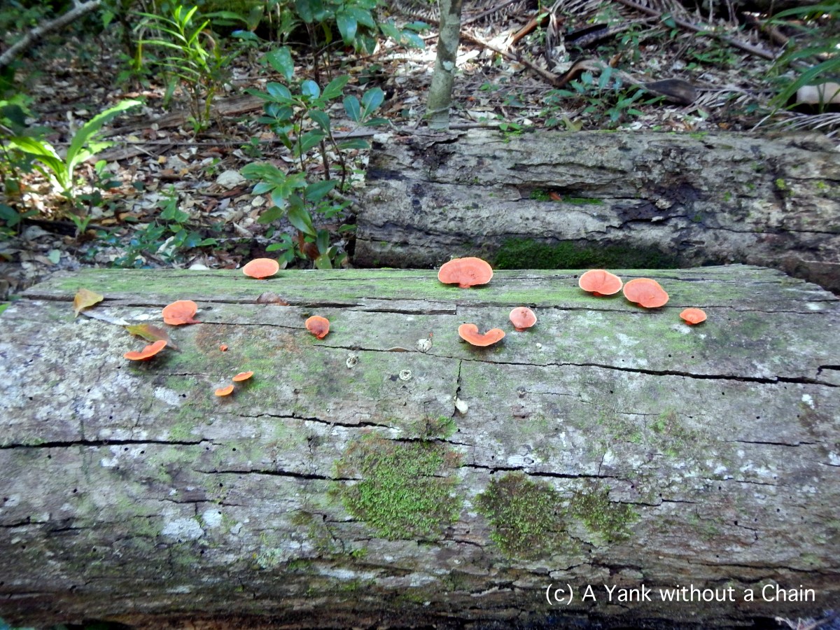 Mushrooms on a log at Great Sandy National Park