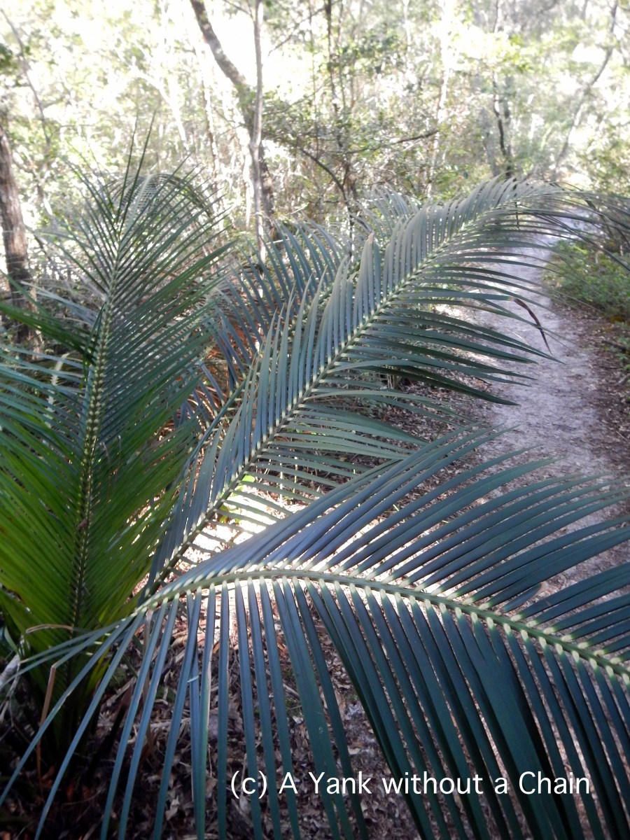 Ferns at Great Sandy National Park