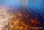 The tea colored waters at Poona Lake