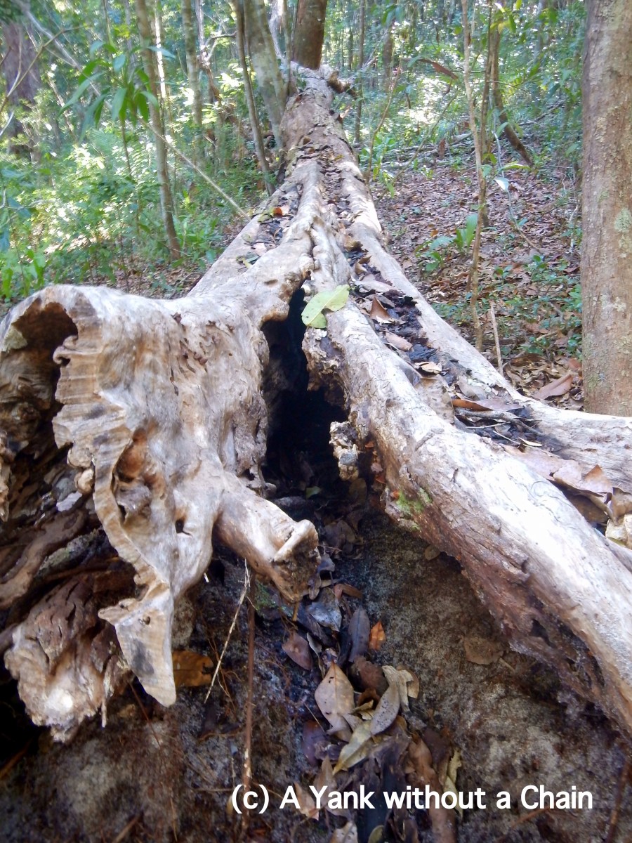 A fallen tree at Great Sandy National Park