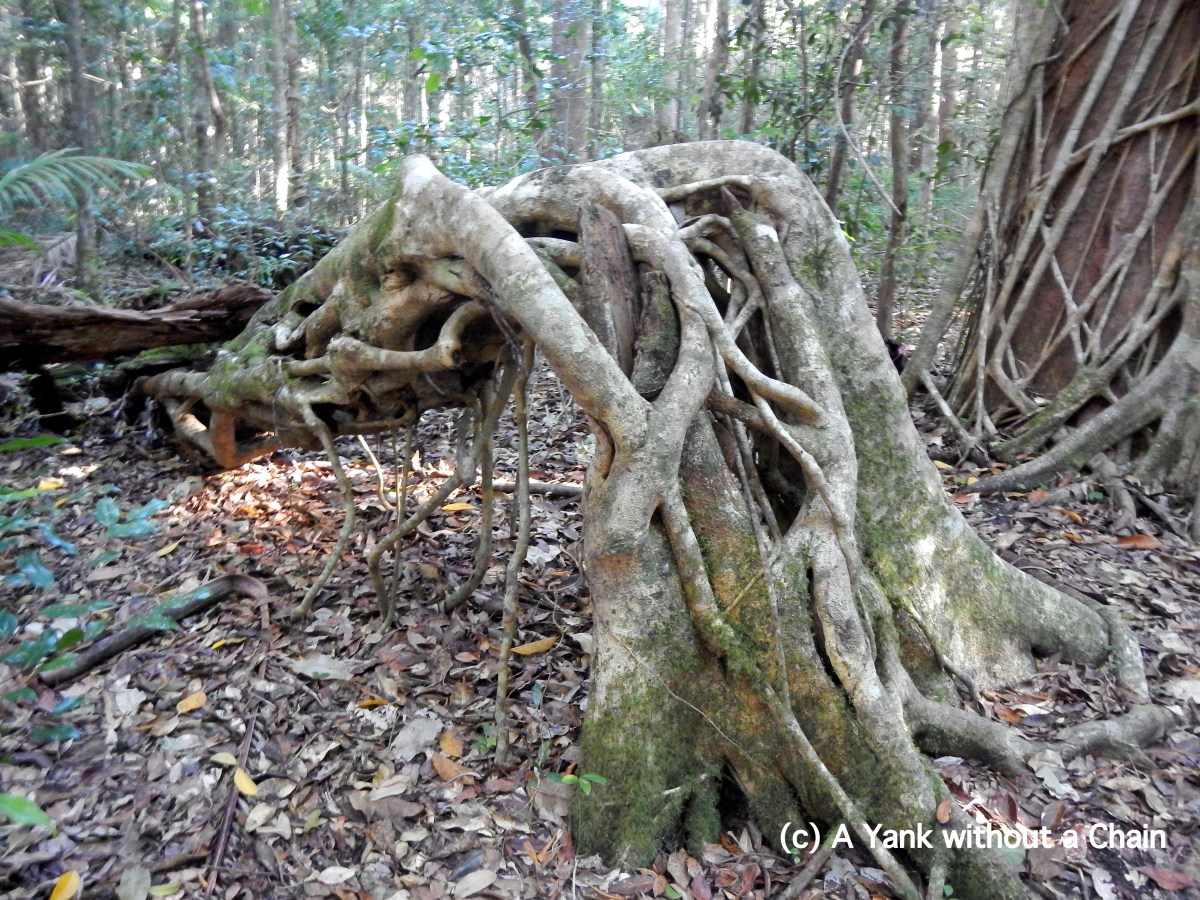 An arch of a strangler fig