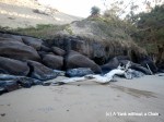 A log on Rainbow Beach