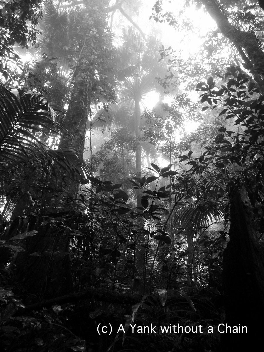 The cloud forest viewed from the "Sky Window" walking path at Eungella National park