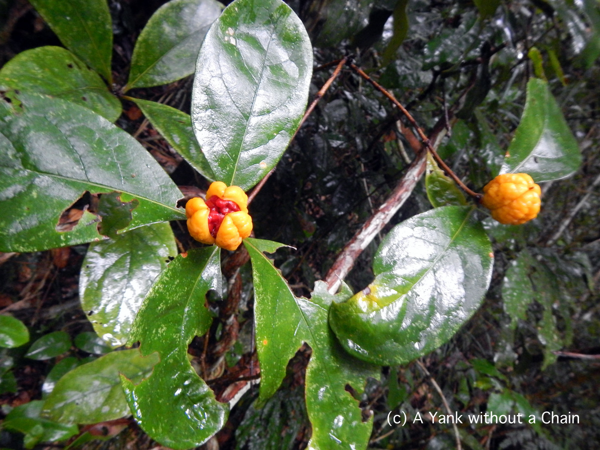 Flower buds on the Granite Bend path
