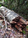 A log at on the Granite Bend path