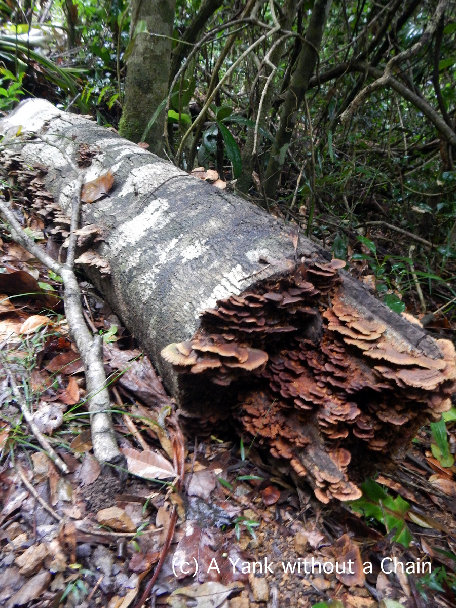 A log at on the Granite Bend path