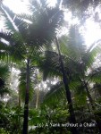 Giant fern trees in Eungella National Park