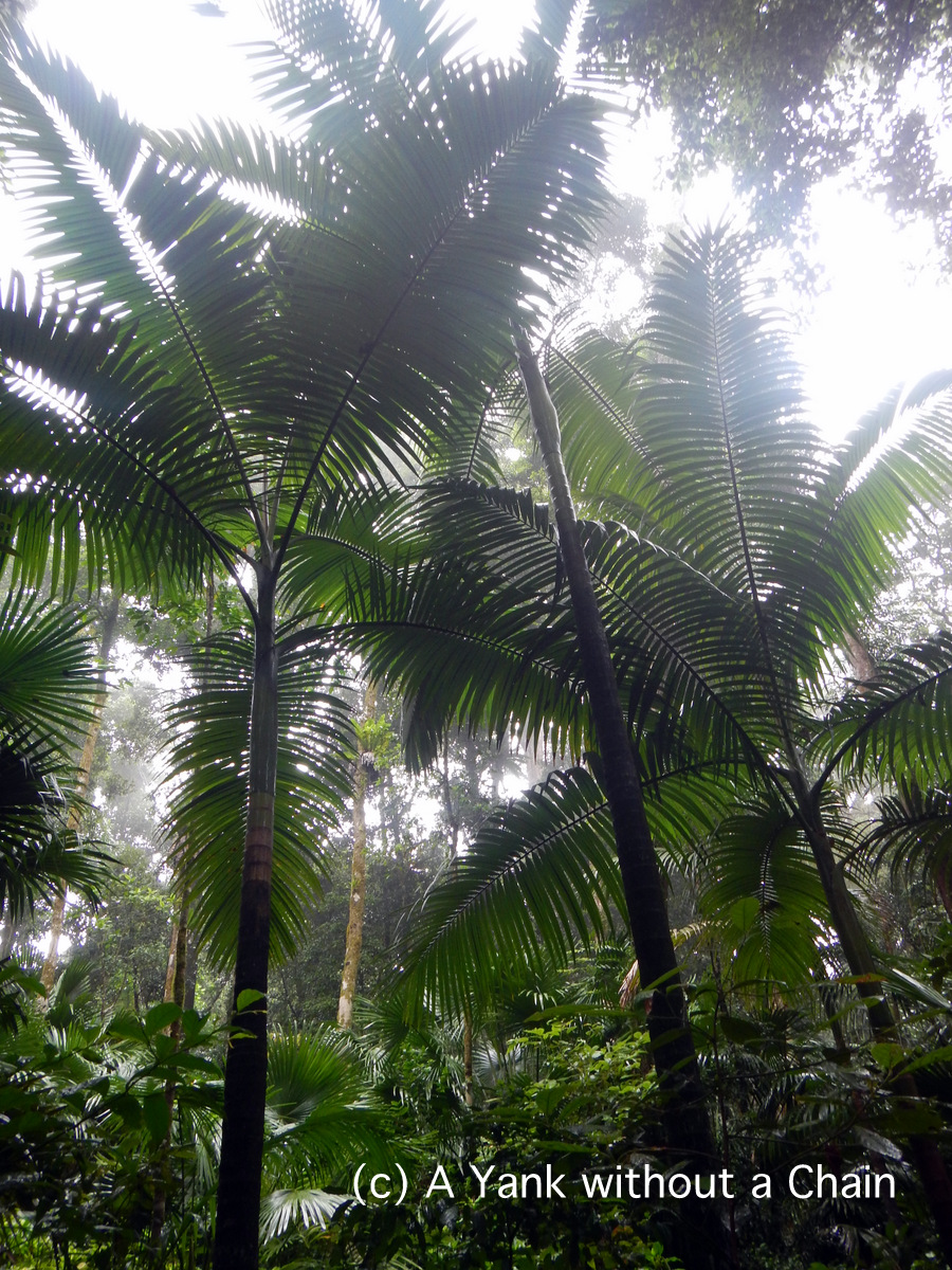 Giant fern trees in Eungella National Park