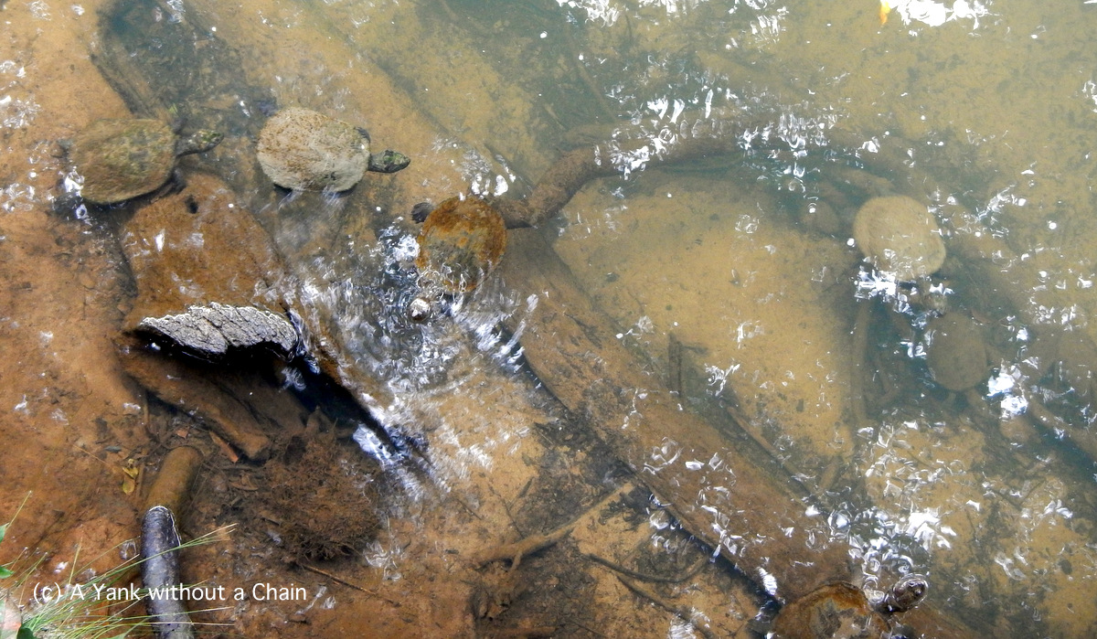Turtles at Broken River