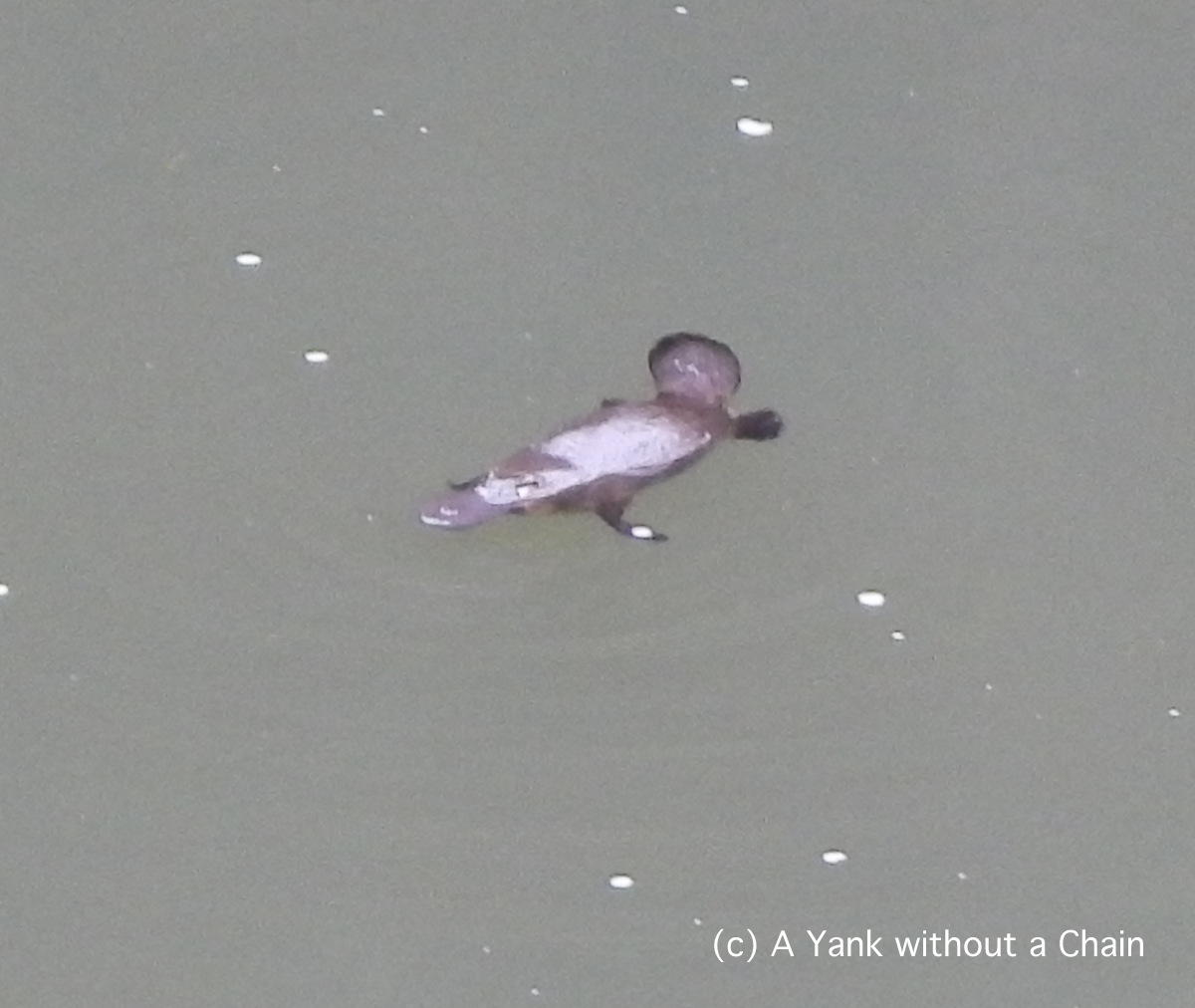A platypus at Broken River